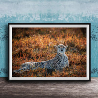 A cheetah resting in a field of tall grass, with a blue wall in the background.
