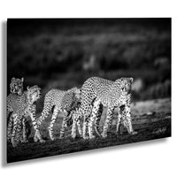 A group of cheetahs walking together in a field, captured in a striking black and white photograph.