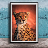A cheetah with a reddish-orange background, its gaze directed off to the side.