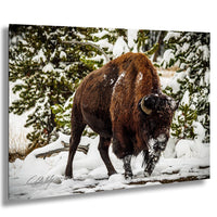 A large brown bison stands in a snowy forest, surrounded by snow-covered trees and bushes.