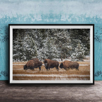 A framed photograph of three bison grazing in a snowy field with trees in the background.