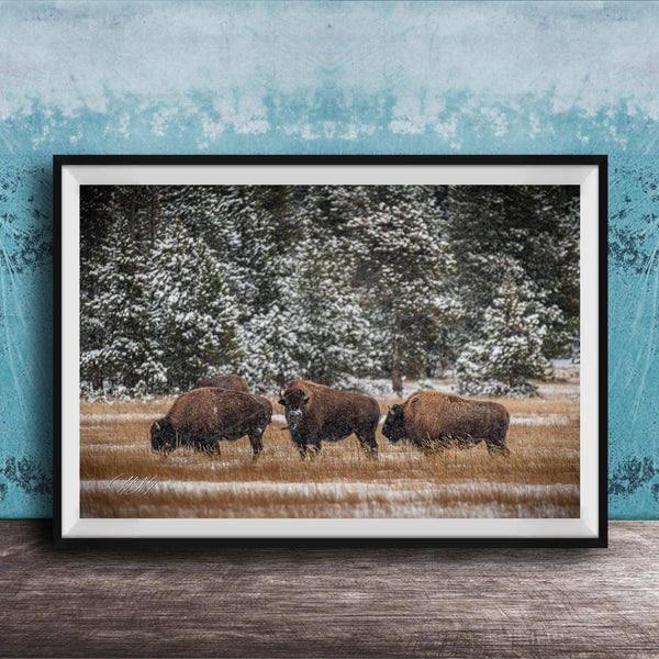 A framed photograph of three bison grazing in a snowy field with trees in the background.