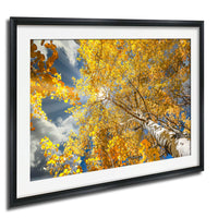 A framed photograph depicting a tree with vibrant yellow leaves against a blue sky with clouds.
