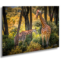 Two giraffes standing in a lush, green forest with trees and foliage in the background.