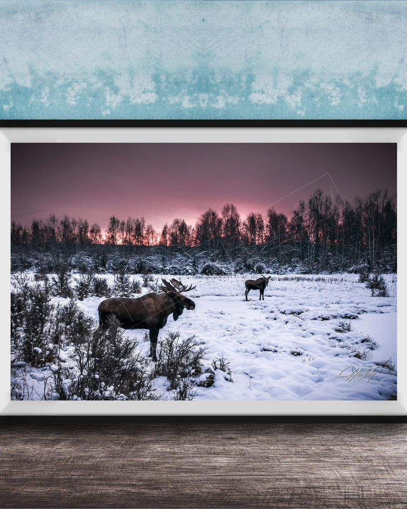 A framed photograph depicting two moose standing in a snowy field with a forest in the background, under a pink and purple sky.
