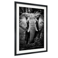 A black and white photograph of an elephant standing in a natural setting, with its large ears and trunk prominently featured.