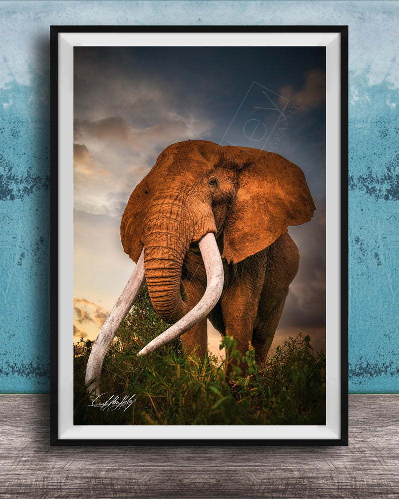 A large elephant with long white tusks stands in a grassy field against a cloudy sky backdrop.