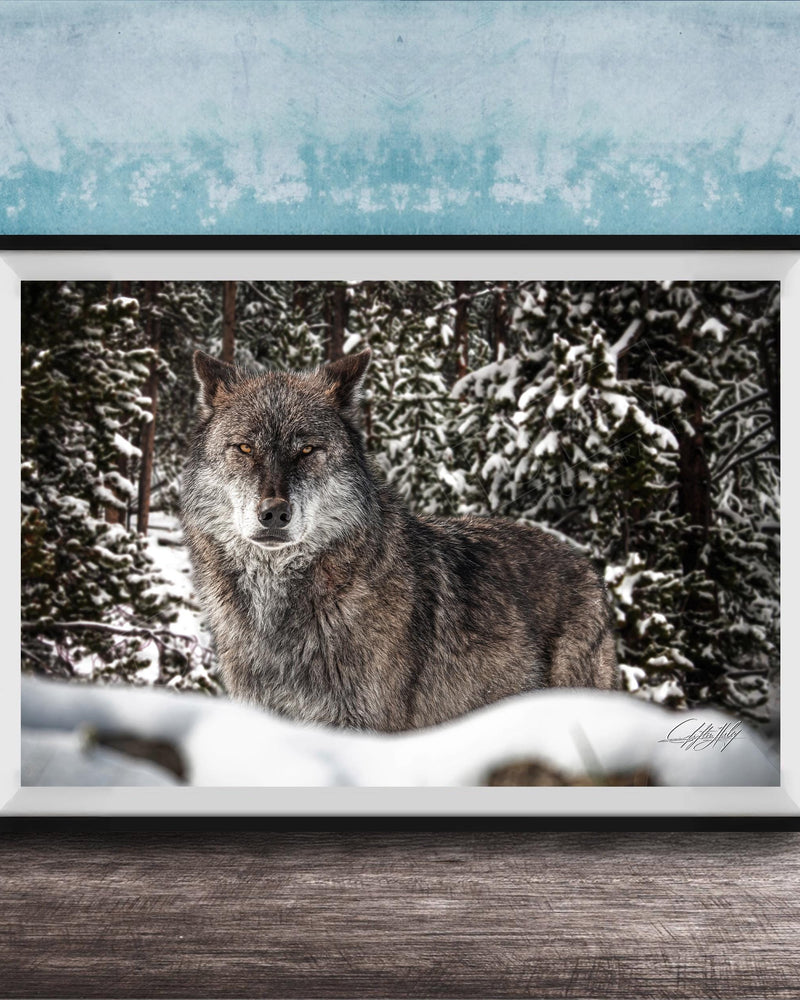 A gray wolf standing in a snowy forest, its eyes focused and alert.