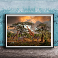 A framed photograph depicting a group of giraffes and zebras in a savanna landscape, with a dramatic sky in the background.