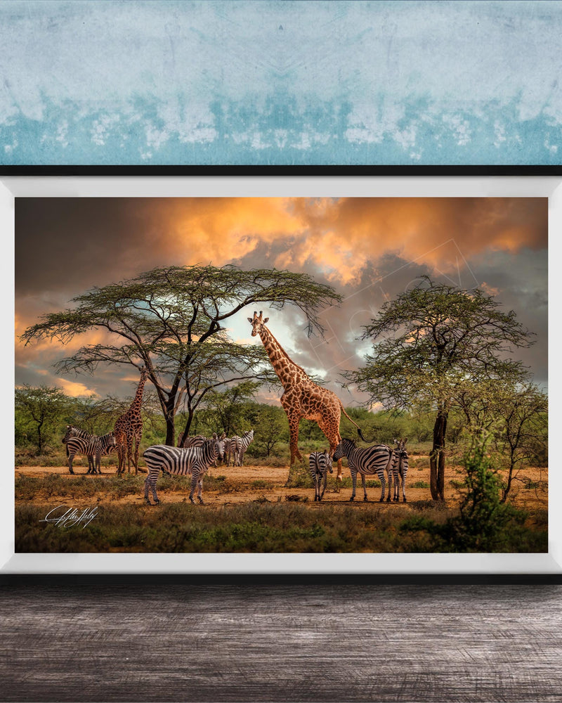 A framed photograph depicting a group of giraffes and zebras in a savanna landscape, with a dramatic sky in the background.