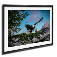 A majestic bald eagle soars through the sky, its wings spread wide as it glides over a tree branch.