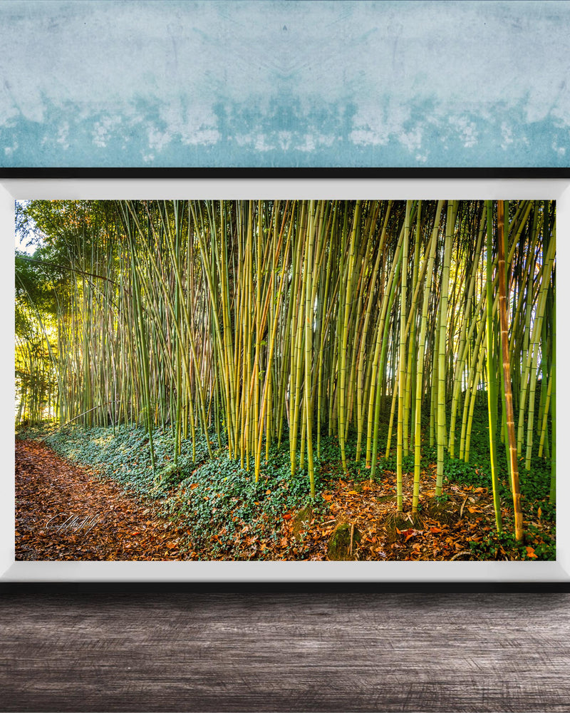 A framed photograph of a lush bamboo forest, with tall, slender stalks of green bamboo stretching across the frame and a carpet of fallen leaves and brown mulch in the foreground.