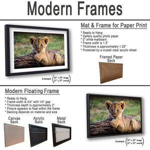 The image is a comparison of modern frames and floating frames for displaying photographs. It features two framed photographs of a young lion, one in a traditional frame and the other in a modern floating frame. The text provides details about the features and dimensions of each type of frame, including the mat and frame for paper print, the mat and frame for paper print, and the mat and frame for a modern floating frame.