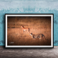 Two cheetahs walking through a grassy field.