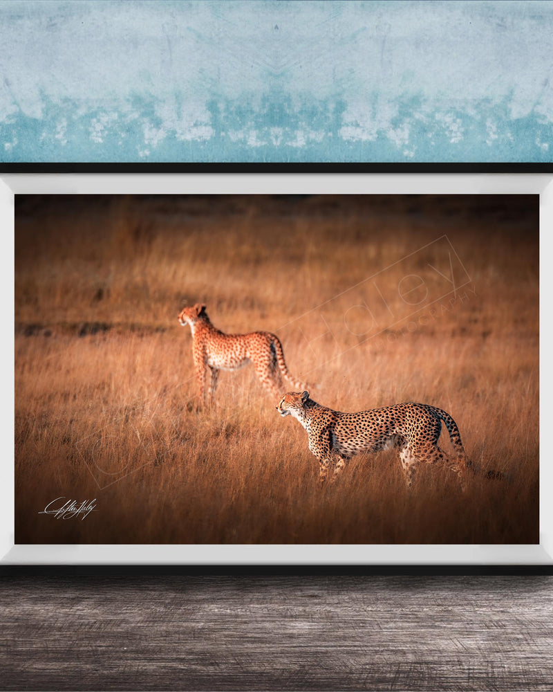 Two cheetahs walking through a grassy field.