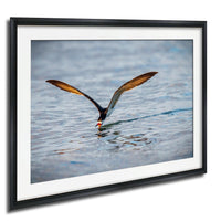 A bird with orange and black feathers is captured in mid-flight, its wings spread wide, over a body of water.