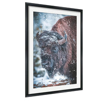 A close-up of a bison's head in a snowy landscape, with snowflakes falling around it.