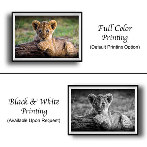 The image is a collage of two framed photographs. The top photograph is a black and white image of a young lion cub resting on a log, while the bottom photograph is a full color image of the same lion cub. The text below the images indicates that the full color printing is the default option, and the black and white printing is available upon request.