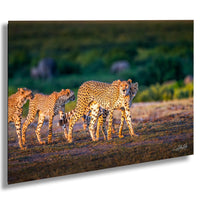 A group of cheetahs walking across a grassy field, with a blurred background of trees and bushes.