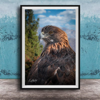 A framed photograph of a majestic golden eagle, its piercing gaze and powerful wingspan captured in a striking image.