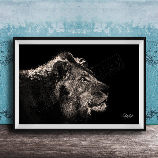 A black and white portrait of a lion is displayed in a framed artwork against a blue textured wall.