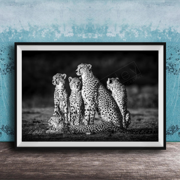 A group of five cheetahs, including two adult ones and three younger ones, standing together in a natural setting.