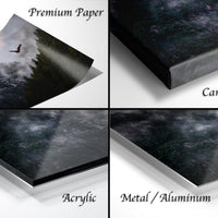 The image is a collage of four different views of a landscape, including a close-up of a forest, a bird flying over the forest, a close-up of a forest, and a close-up of a forest.