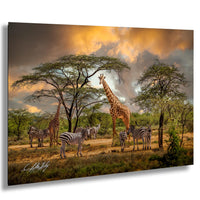 A group of zebras and giraffes standing together in a grassy field under a cloudy sky.