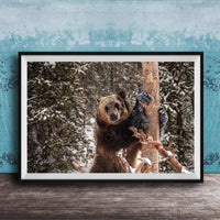 A large brown bear standing on a snowy branch in a forest, with a blue wall in the background.