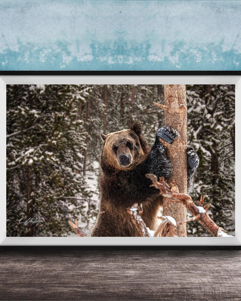 A large brown bear standing on a snowy branch in a forest, with a blue wall in the background.