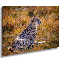 Maasai Mara wildlife, cheetah safari Kenya, Kenya travel photography, endangered big cats, African safari photography, wildlife conservation, Maasai culture, best safari locations, cheetah close-up photo, big cats in Africa, Kenya’s best photography