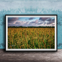 A framed photograph of a vast field of tall, golden grasses against a backdrop of a cloudy sky.
