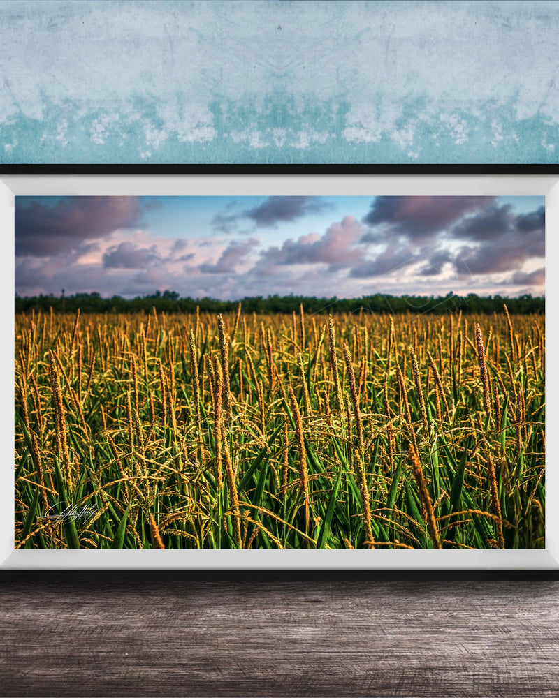 A framed photograph of a vast field of tall, golden grasses against a backdrop of a cloudy sky.