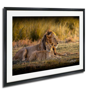 A mother lion and her cub resting together in a grassy field.