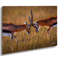Two gazelles standing in a grassy field, facing each other with their heads lowered.