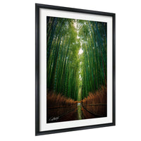A framed photograph depicting a serene bamboo forest with tall, slender stalks stretching into the distance, creating a sense of depth and tranquility.
