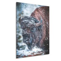 A close-up of a bison's head in a snowy environment, with snowflakes falling around it.