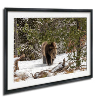 A brown bear walks through a snowy forest, surrounded by evergreen trees and snow-covered ground.