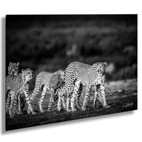 Maasai Mara wildlife, cheetah safari Kenya, Kenya travel photography, endangered big cats, African safari, black and white art