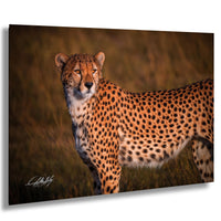 Maasai Mara wildlife, cheetah safari Kenya, Kenya travel photography, endangered big cats, African safari photography, wildlife conservation, Maasai culture, best safari locations, cheetah close-up photo, big cats in Africa, Kenya’s best photography