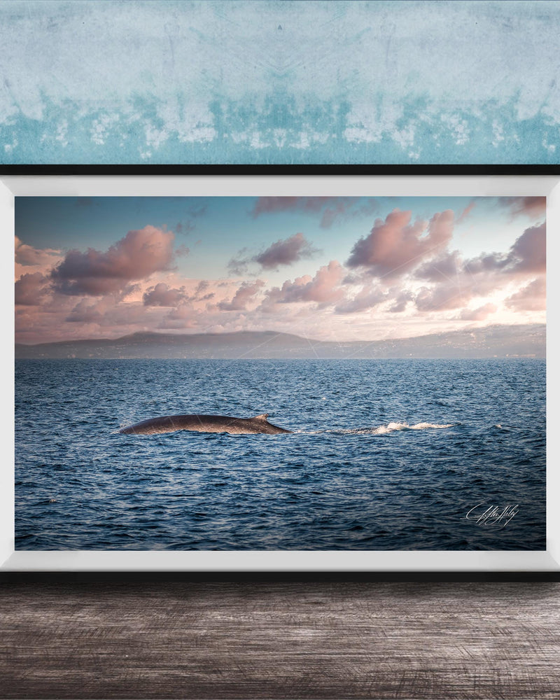 A framed photograph of a whale swimming in the ocean, with a beautiful sunset sky in the background.