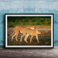 Two cheetahs walking together in a grassy field against a blue background.