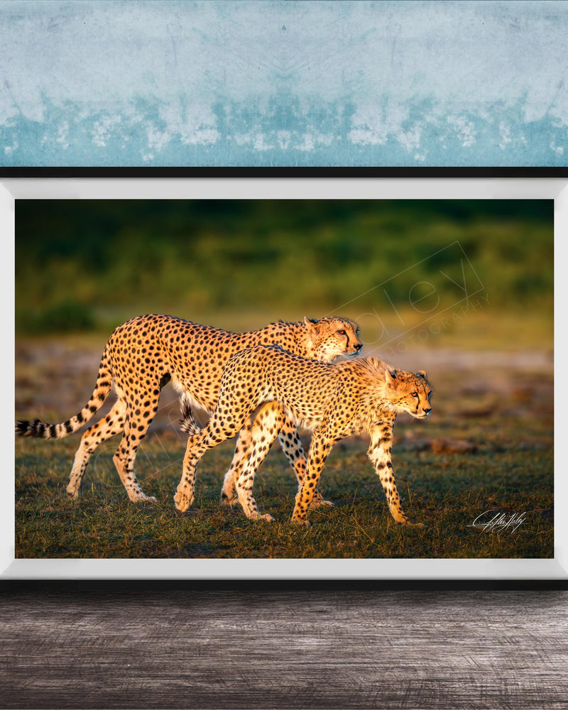 Two cheetahs walking together in a grassy field against a blue background.