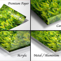 The image is a collage of four different close-up views of a green leafy plant, each with a different label indicating the type of material it is printed on.