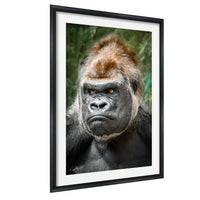gorilla photography, silverback wall art, uganda jungle print, wildlife fine art, african nature decor, primate photo art, rainforest wall decor, safari home artwork, jungle wildlife print, gorilla portrait art, bwindi forest photo, african wilderness decor, nature lover gift, travel wall art, exotic wildlife image