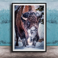 A close-up photograph of a bison standing in the snow, with its head and horns covered in snow.