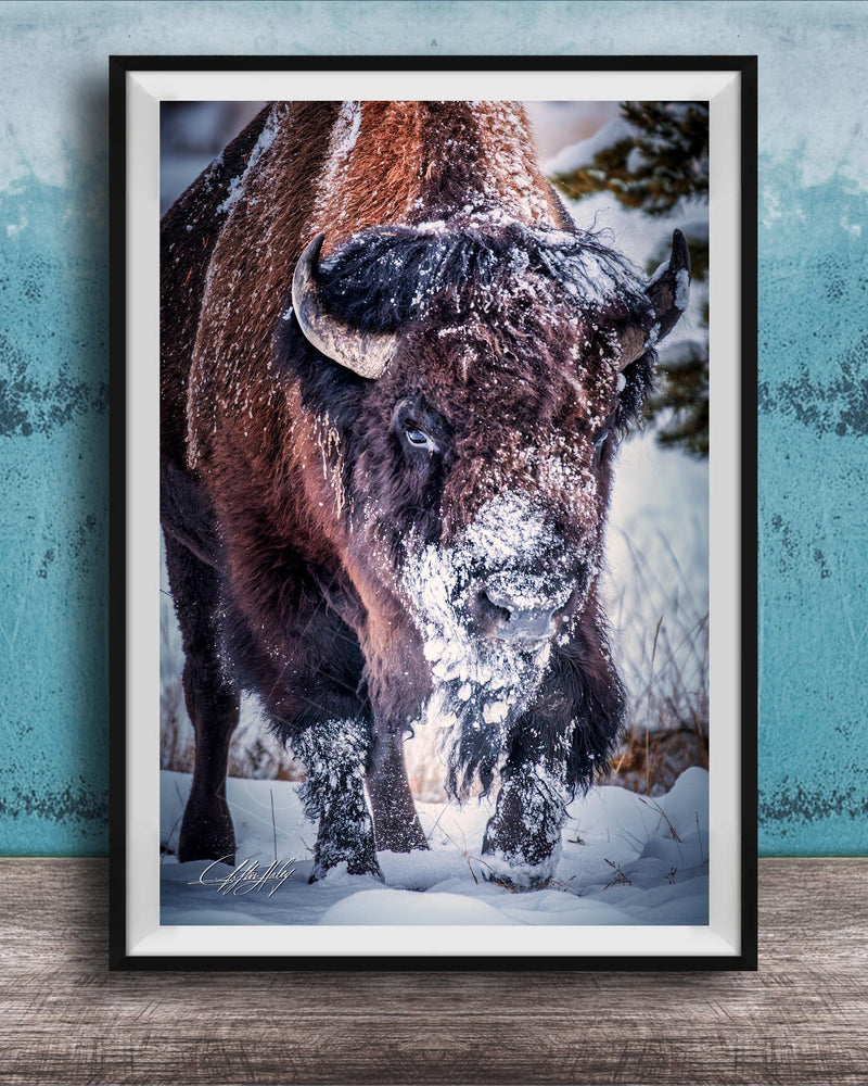 A close-up photograph of a bison standing in the snow, with its head and horns covered in snow.