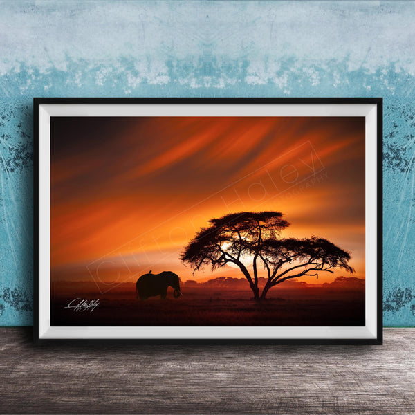 A framed photograph depicting a lone elephant standing in front of a large tree silhouetted against a vibrant orange and red sunset sky.