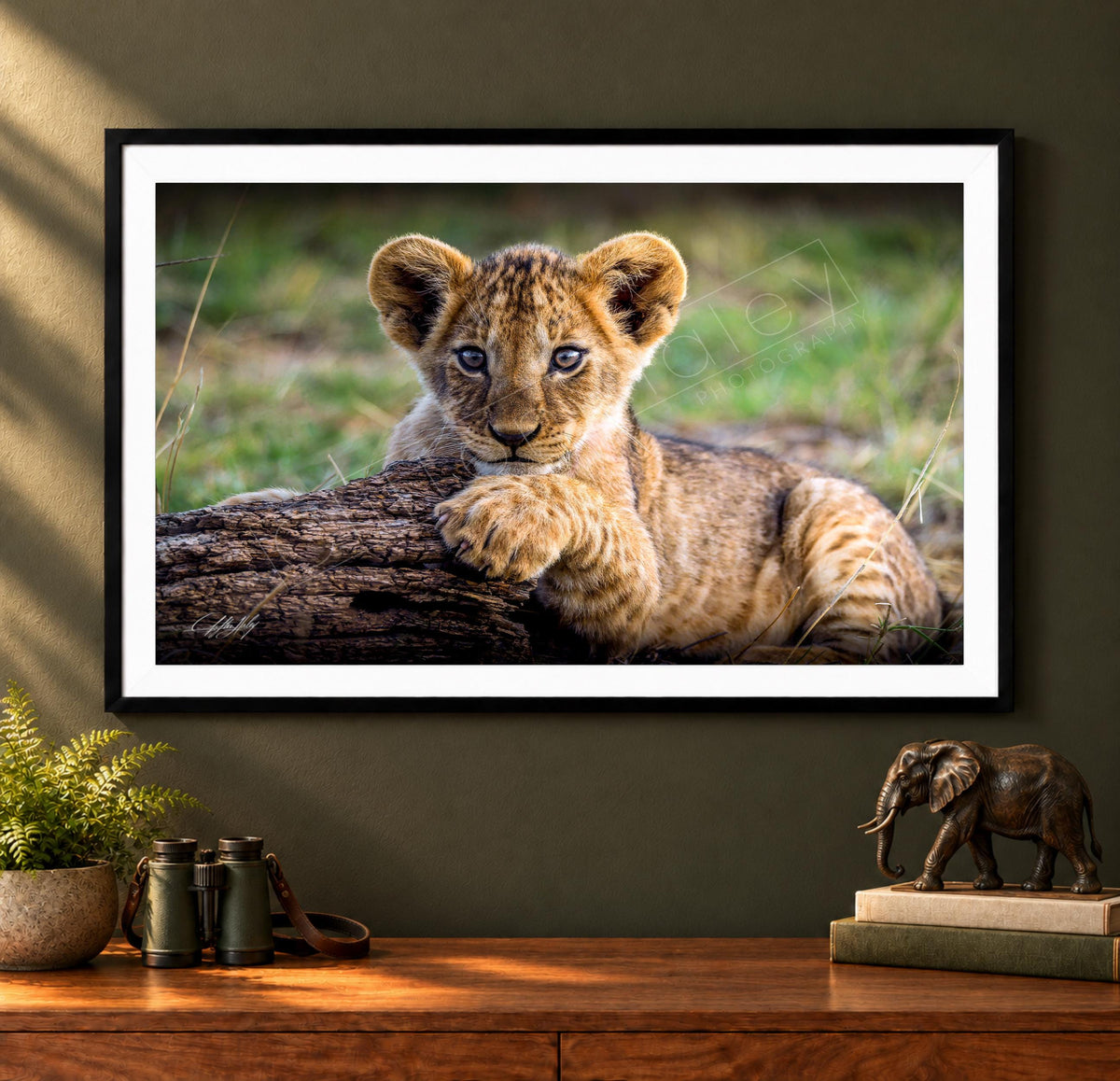A young lion cub resting on a log in a grassy field, with a framed photograph of the cub hanging on a wall above a wooden dresser.
