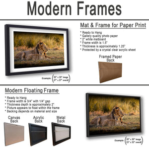 The image is a collage of two framed pictures, one of a lion and one of a lion in a grassy field. The lion picture is framed in a modern floating frame, while the lion picture is framed in a modern hanging frame. The collage also includes a mat and frame for paper print, a mat and frame for paper print, and a mat and frame for a printed back.